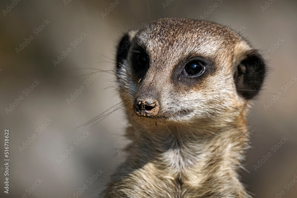 Fototapeta premium Erdmännchen ( Suricata suricatta ).