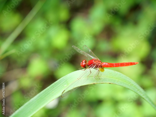 Scarlet skimmer or Crimson darter  Dragonfly on leaf with natural green background 