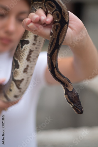 Closeup of python snake held by the young woman