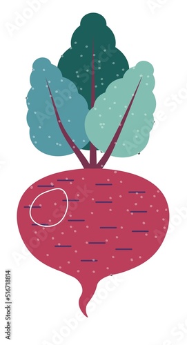 Beetroot organic and natural vegetable, veggies
