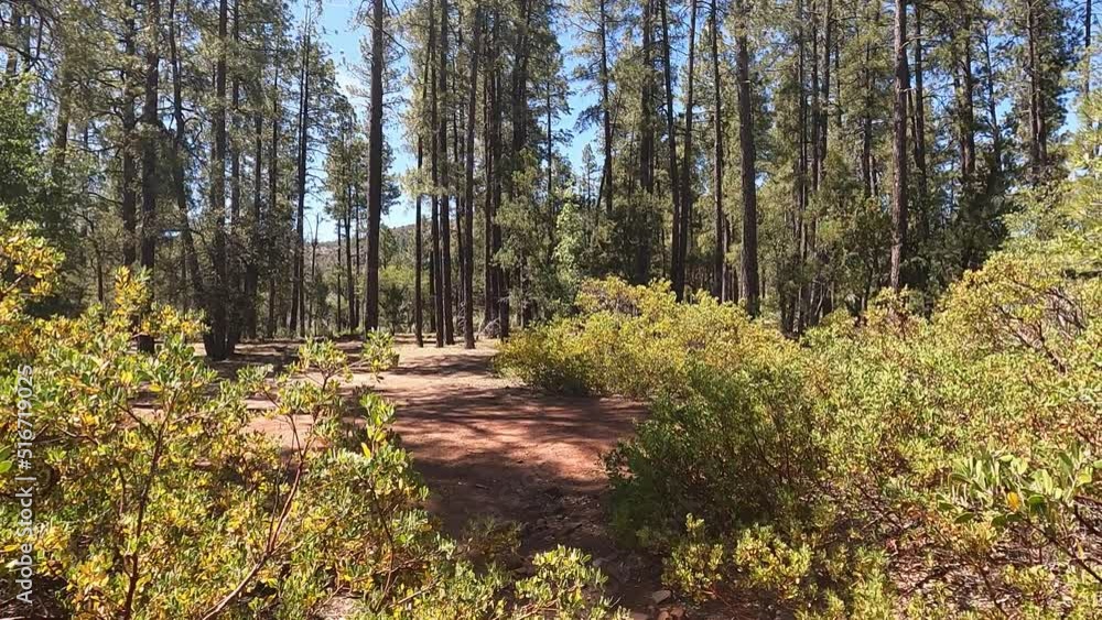 Walking through a forest in Arizona with dry bushes. Walking through a forest in Arizona with dry bushes.