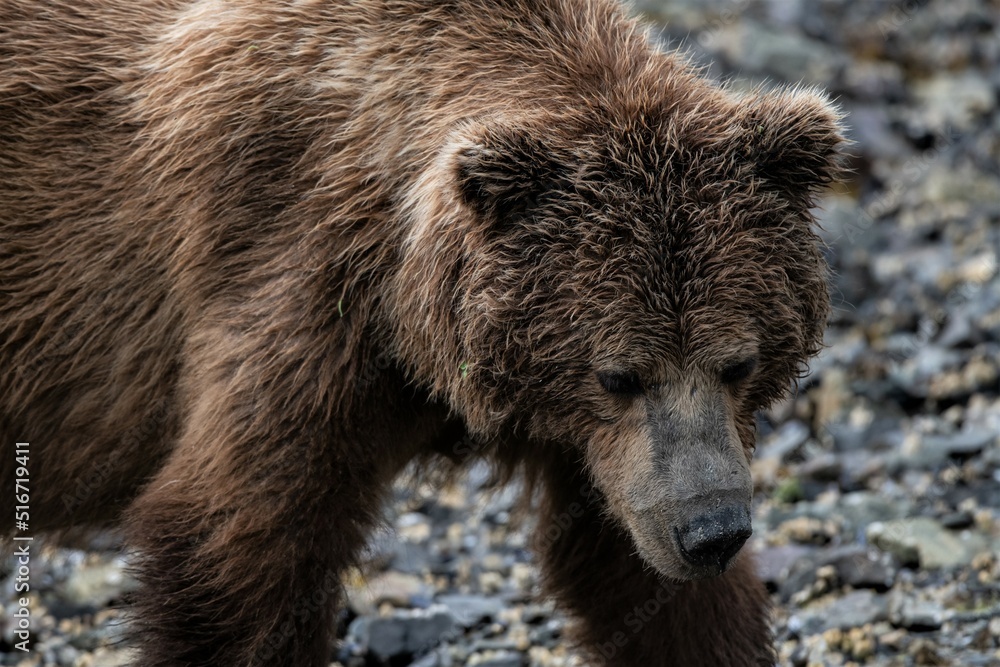 Gesichtsporträt eines Grizzlybärs Gesichtsporträt eines Grizzlybärs