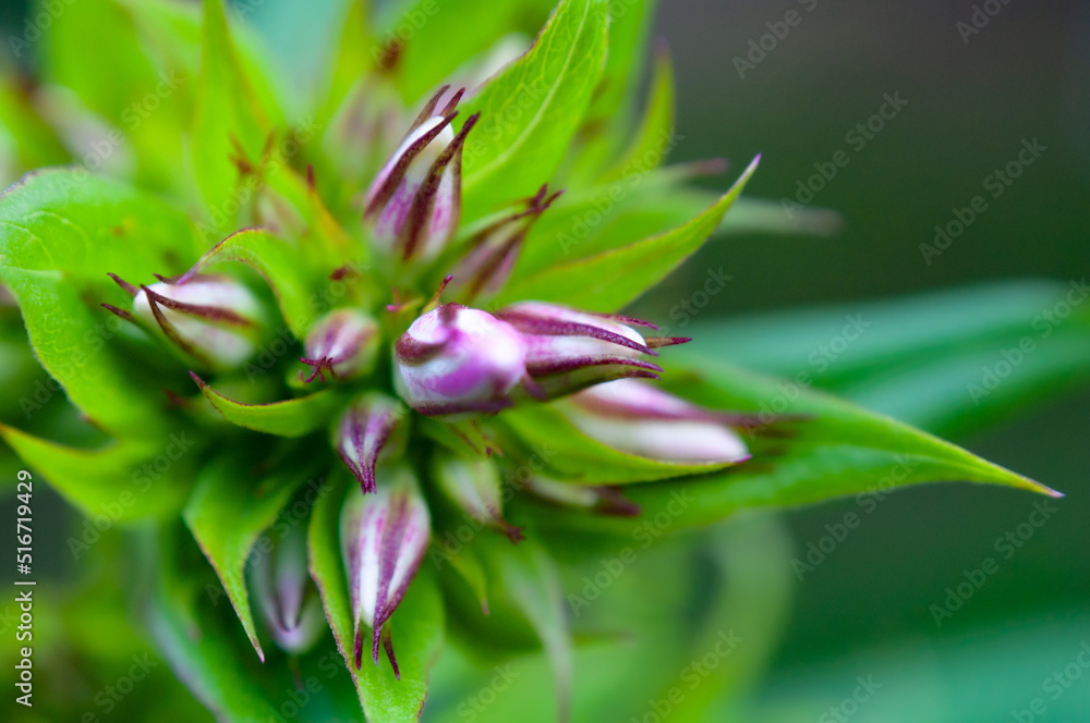 Fototapeta premium Macro world of plants, flowers and insects