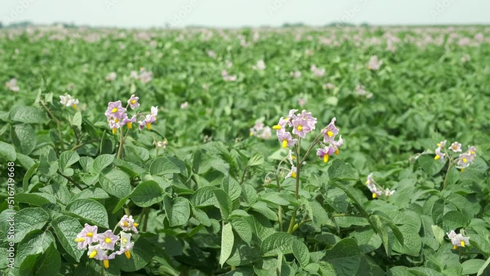 Blooming potato field with focus on pink flower. Potato plants with pink flowers produce red-skinned potatoes. Video with selective focus. Blooming potato field with focus on pink flower. Potato plants with pink flowers produce red-skinned potatoes. Video with selective focus.