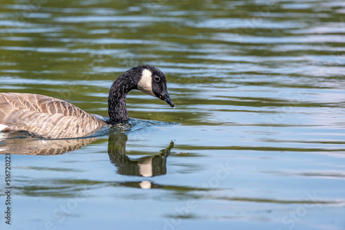 Canada Goose in Yellowstone National Park