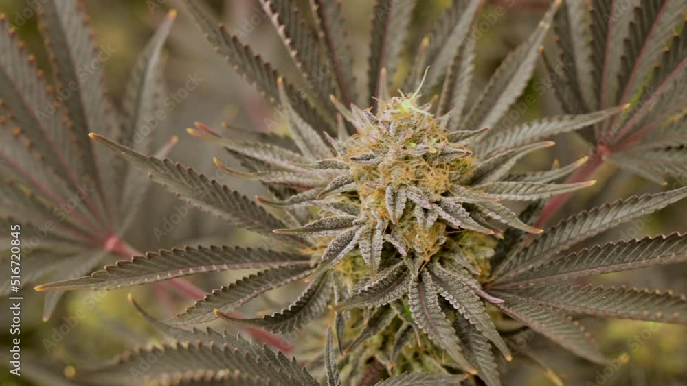Large Recreational Marijuana Grow Room Operation For Commercial Sales. Large Recreational Marijuana Grow Room Operation For Commercial Sales.