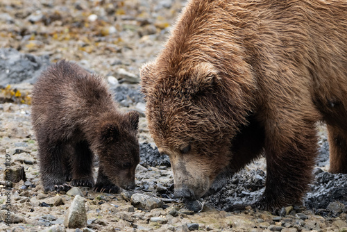 Wallpaper Mural Mutter mit Baby, auch Spring Cub genannt, bei der Suche nach Claim Muscheln, der Hauptnahrung in der  Zeit vor der Lachsmigration Torontodigital.ca
