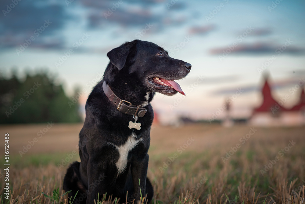 Beautiful thoroughbred black labrador on a walk in the autumn park.