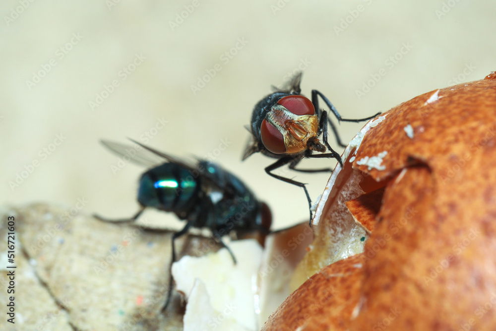 Greenbottle fly, Chrysomya megacephala (Chrysomyia spp), House flies on