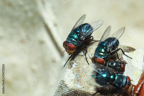 Photos Greenbottle fly,  Chrysomya megacephala (Chrysomyia spp), House flies
