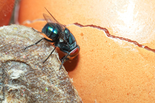 Εκτύπωση καμβά Greenbottle fly,  Chrysomya megacephala (Chrysomyia spp), House flies on rotten