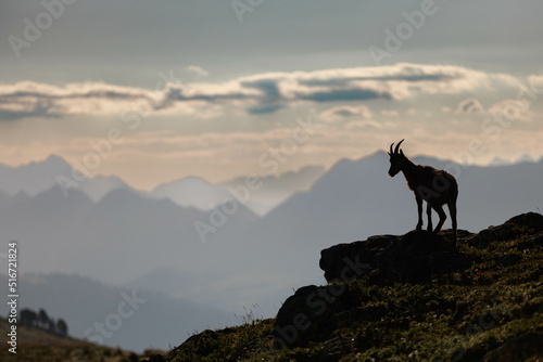 Alpensteinbock (Capra ibex) oder Gemeiner Steinbock photo
