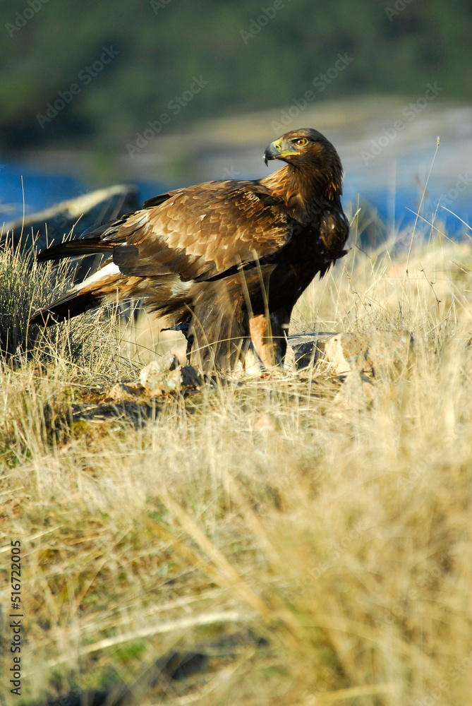 Fototapeta premium golden eagle in the mountains of Avila. Avila.Spain