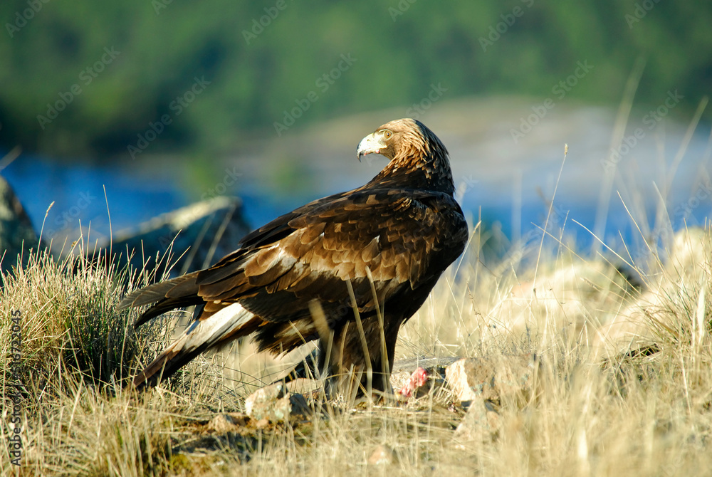 golden eagle in the mountains of Avila. Avila.Spain golden eagle in the mountains of Avila. Avila.Spain