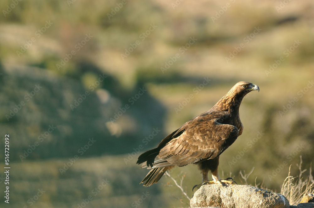 Fototapeta premium golden eagle in the mountains of Avila. Avila.Spain