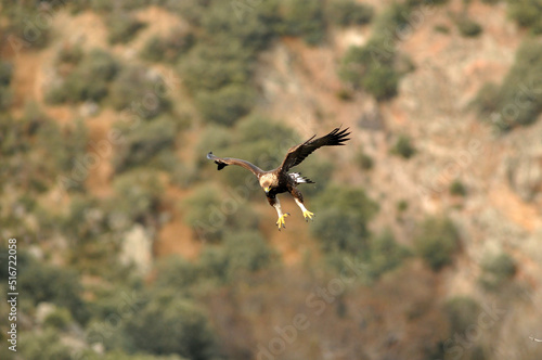 golden eagle in the mountains of Avila. Avila.Spain © Juan Pablo Fuentes S
