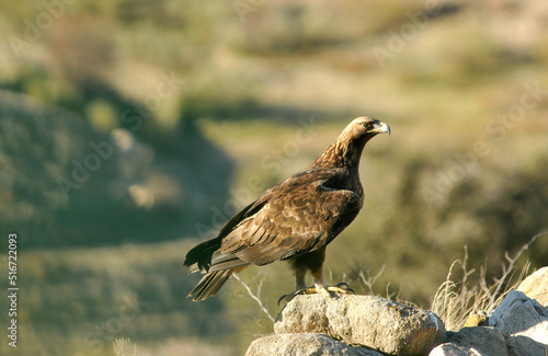 golden eagle in the mountains of Avila. Avila.Spain