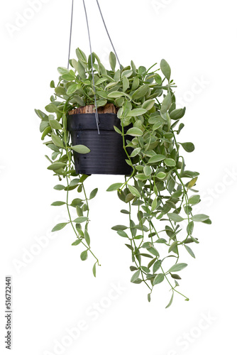 Dischidia ruscifolia or dave plant with drops hanging and growing in black plastic pot isolated on white background included clipping path. photo
