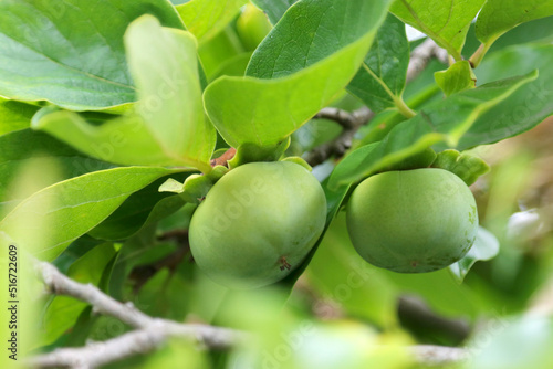 Branch of a tree that grows a young greenfruitful persimmon. Close up macro photography.