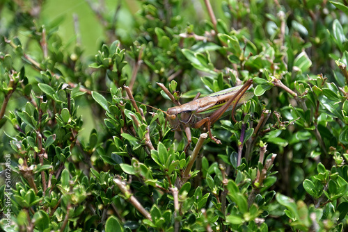 ハクチョウゲの生垣に紛れていたニシキリギリス photo