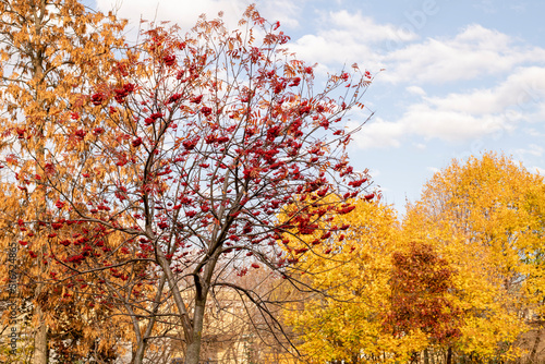 Autumn rowan tree without leaves with red ripe berries against the background of yellow trees and blue sky.