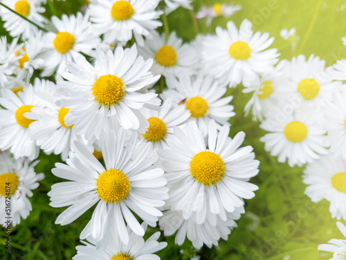 White daisies in the green grass in the meadow. Close-up of summer flowers in the rays of sunlight.