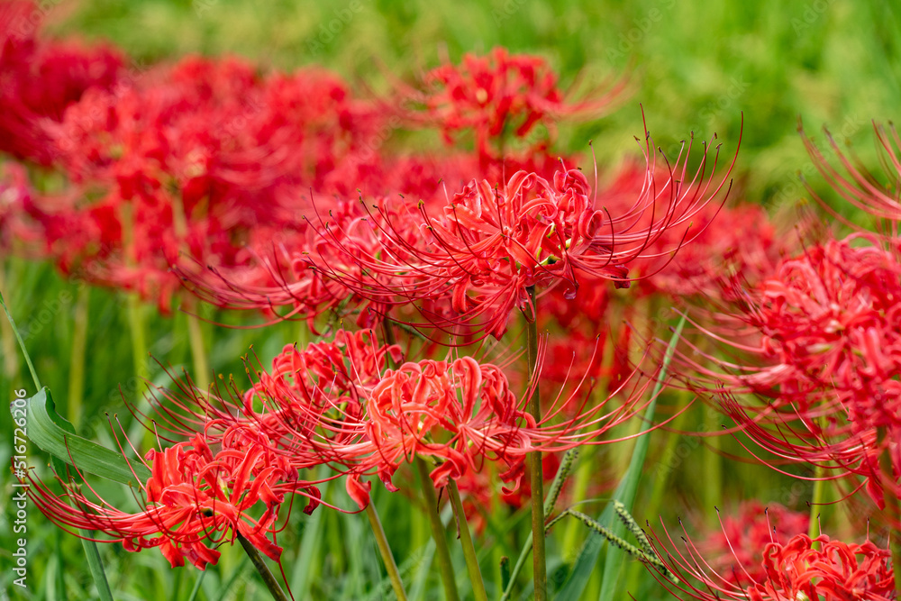 Red spider lily - Lycoris radiata - is bloom in rural area in Fukuoka. Red spider lily - Lycoris radiata - is bloom in rural area in Fukuoka.