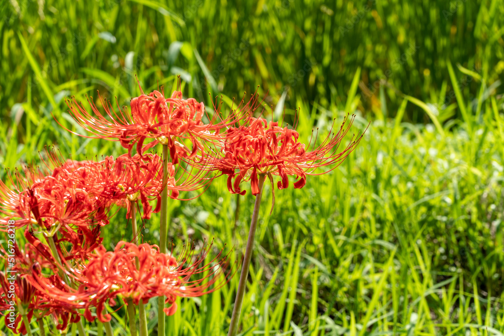 Red spider lily - Lycoris radiata - is bloom in rural area in Fukuoka. Red spider lily - Lycoris radiata - is bloom in rural area in Fukuoka.