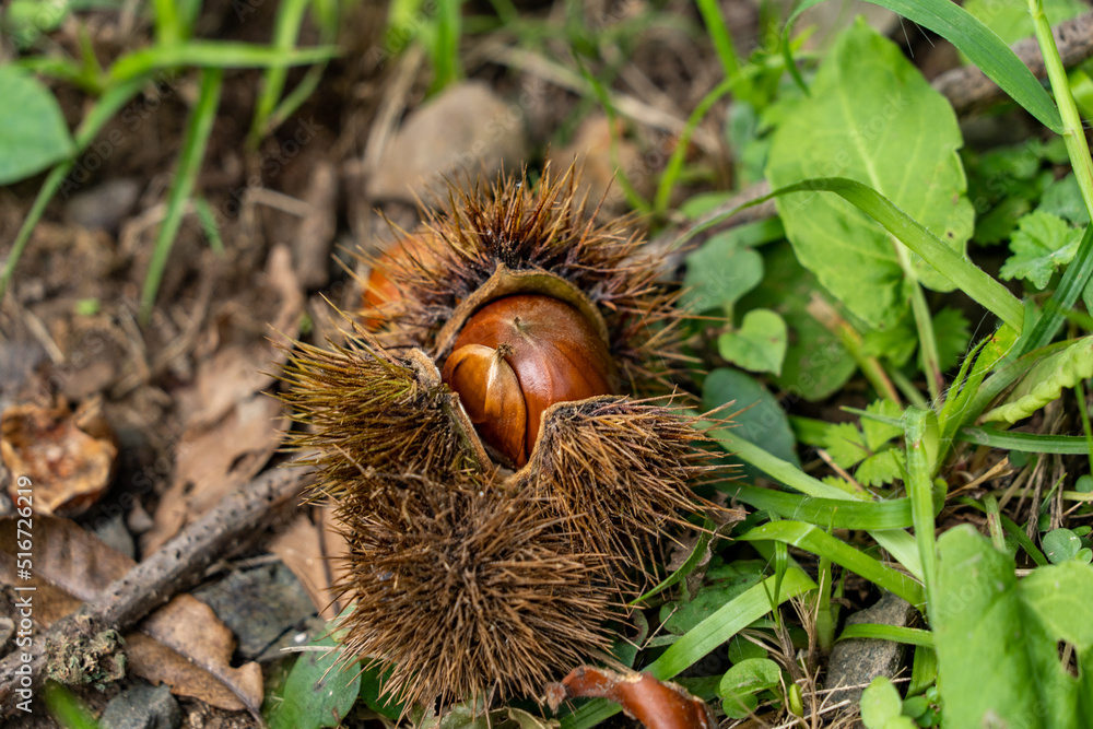 Chestnuts are falling on the ground in mountain, JAPAN. Chestnuts are falling on the ground in mountain, JAPAN.