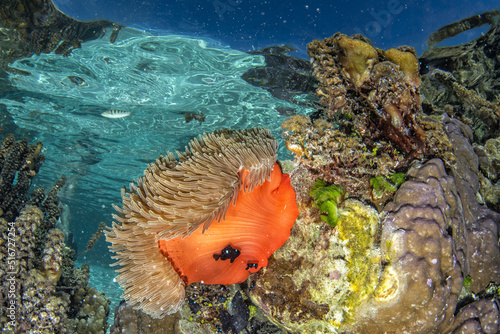 coral reef underwater in french polynesia tahaa photo