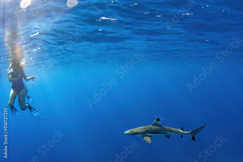 Canvas Print swimming with sharks underwater in french polynesia