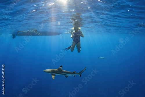 Obraz na plátně swimming with sharks underwater in french polynesia