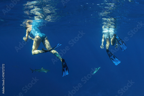 Fotografie, Obraz swimming with sharks underwater in french polynesia