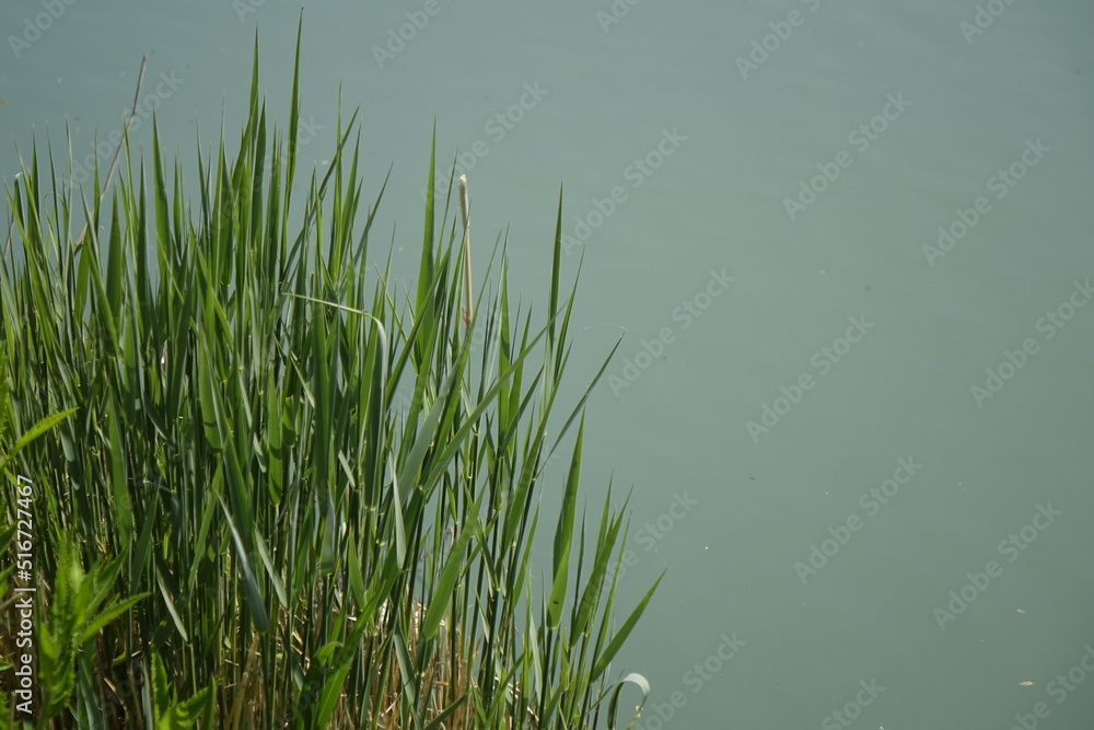 Green phragmites grass at the shore of Stichkanal Hildesheim (side channel of Mittelland Canal), sunny spring day (horizontal), Hildesheim, Lower Saxony, Germany Green phragmites grass at the shore of Stichkanal Hildesheim (side channel of Mittelland Canal), sunny spring day (horizontal), Hildesheim, Lower Saxony, Germany