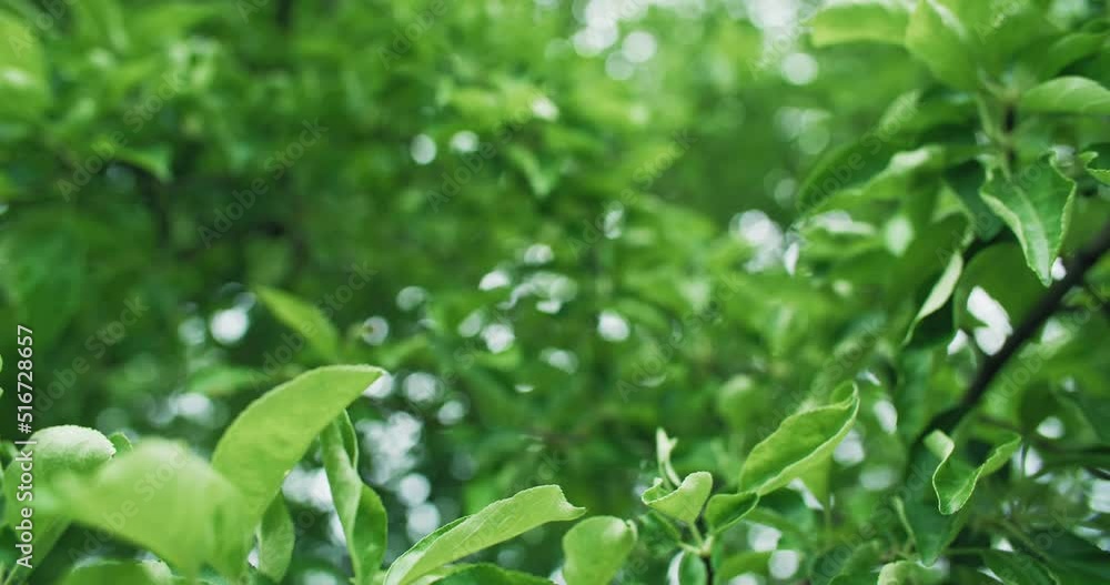 Nature background. Green foliage. Forest conservation. Summer apple tree leaves swaying in wind on floral bokeh light texture shot on RED Cinema camera. Nature background. Green foliage. Forest conservation. Summer apple tree leaves swaying in wind on floral bokeh light texture shot on RED Cinema camera.