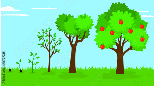 Apple tree growth stages, illustration