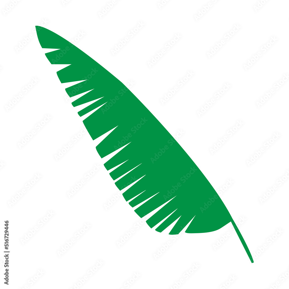 Tropical leaf vector illustration on white background