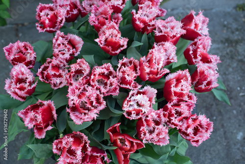 red and white tulips in the garden 