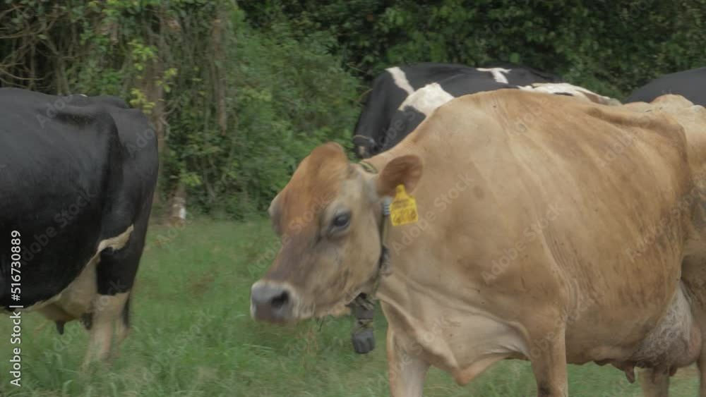Lone Brown Swiss With Herd Of Holstein Friesian Cattle Roaming Freely In The Road. - close up Lone Brown Swiss With Herd Of Holstein Friesian Cattle Roaming Freely In The Road. - close up