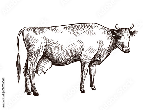 Cow sketch, hand-drawn, vector illustration. Sketch vintage illustration