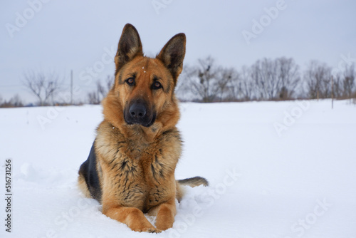 German Shepherd dog lying in the snow. German Shepherd Dog in winter. Dog performs the commands of the owner. © Trik
