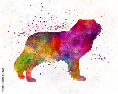 Kooikerhondje in watercolor