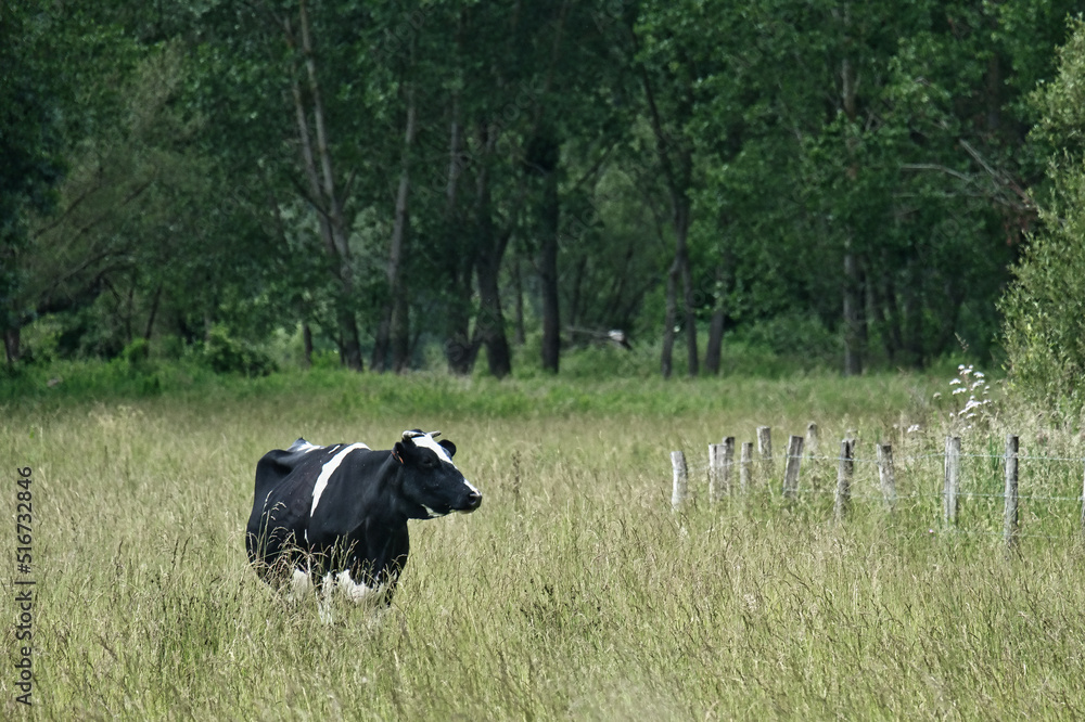 Vache seule au milieu du champ désert Vache seule au milieu du champ désert