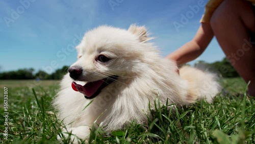 Close portrait of cute pomeranian dog breathing heavely with tongue poked out. A boy is stroking an adorable fluffy dog laying on the green lawn in summer day in a park photo