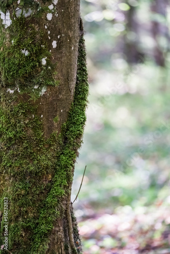 Un tronc d'arbre avec une grosse liane photo