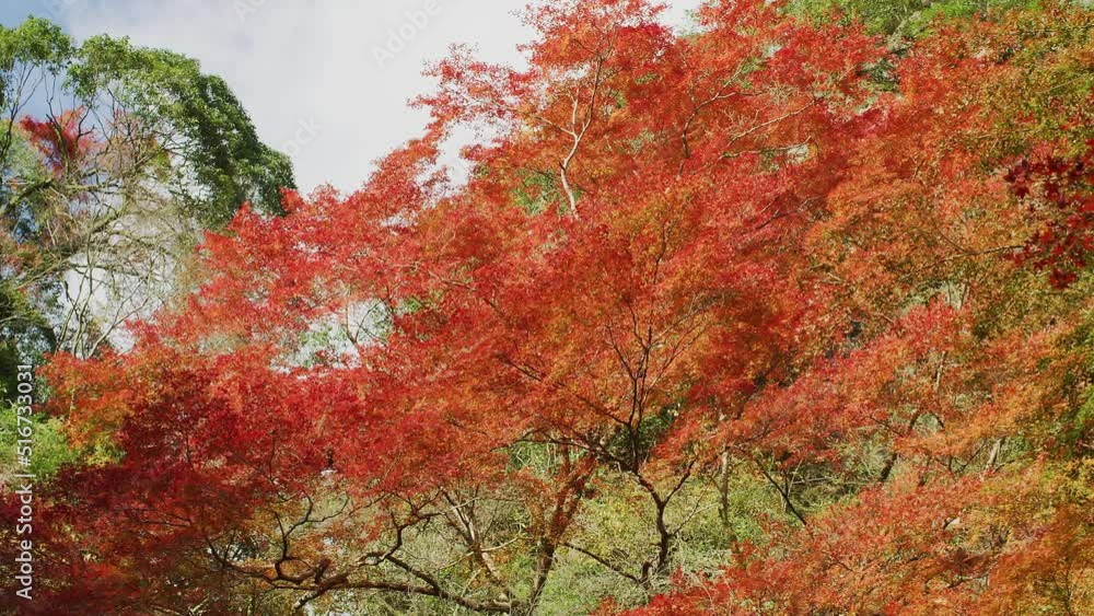 Momiji Red Orange leaves Autumn Japan FIX | 鮮やかな紅葉 日本の秋 ロング フィックス Momiji Red Orange leaves Autumn Japan FIX | 鮮やかな紅葉 日本の秋 ロング フィックス