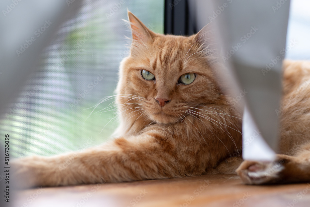 窓辺でくつろぐ猫　茶トラ猫