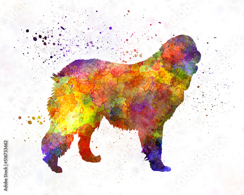 Leonberger in watercolor photo