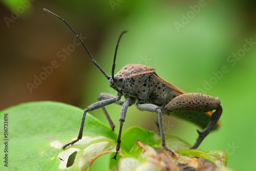 Leaf-footed Bugs (Family Coreidae) on the leaves. Macro shooting © kanurism