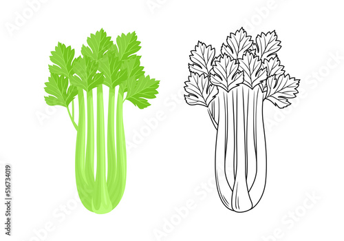 Celery  bunch color cartoon illustration and outline. Vector flat vegetable with green leaf icon.
